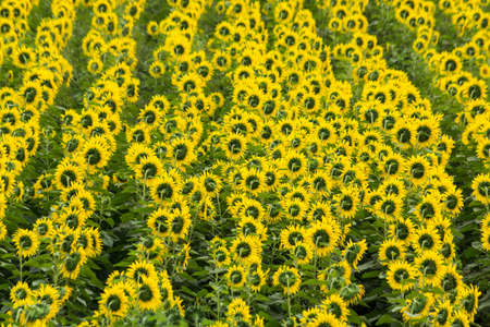 Sunflower field nature scene. Sunflowers field landscape. Sunflower field view Backgroundの写真素材