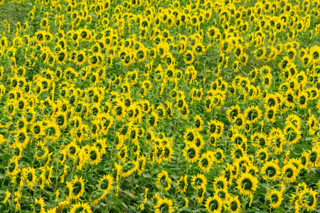 Sunflower field nature scene. Sunflowers field landscape. Sunflower field view Backgroundの写真素材