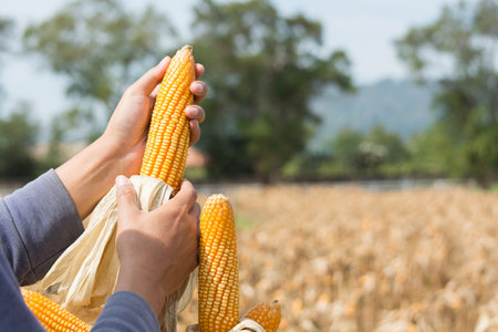 Closeup Ripe feed Corn Cob Hold in Hand of Farmer or Cultivator in Dry Corn Field as agro-industry and agricultural produce Conceptの写真素材
