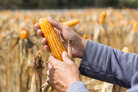 Closeup Ripe feed Corn Cob Hold in Hand of Farmer or Cultivator in Dry Corn Field as agro-industry and agricultural produce Conceptの写真素材