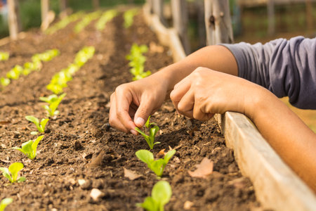 Hand of Asian Farmer planting Baby Tiny salad Vegetable as Row in Wood plant Nursery or Green House as Agriculture Conceptの写真素材