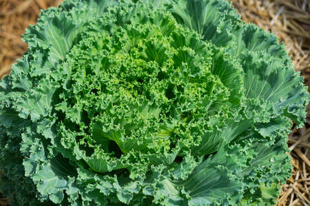 Green Lettuce Salad Plant in a row in Vegetable Garden as Agiculture or Agro industry Concept.の写真素材