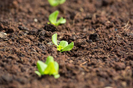 Green Lettuce Salad Plant in a row in Vegetable Garden as Agiculture or Agro industry Concept.の写真素材