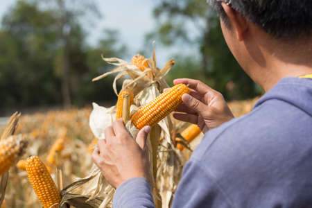 Closeup Ripe feed Corn Cob Hold in Hand of Farmer or Cultivator in Dry Corn Field as agro-industry and agricultural produce Conceptの写真素材