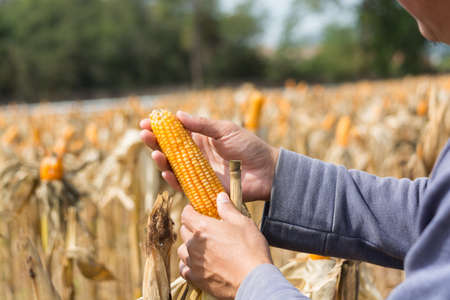 Closeup Ripe feed Corn Cob Hold in Hand of Farmer or Cultivator in Dry Corn Field as agro-industry and agricultural produce Conceptの写真素材