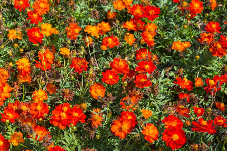 Pattern of Narrowleaf Zinnia, Classic Zinnia and Sulfur Cosmos Flower as Bush or foilage on ground as ornamental gardening Conceptの写真素材
