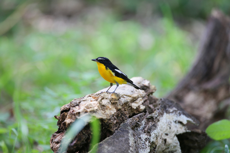 Yellow-rumped Flycatcher bird is standing on the log.の写真素材
