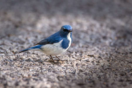Ultramarine flycatcher standing on the road and looking for foodの写真素材