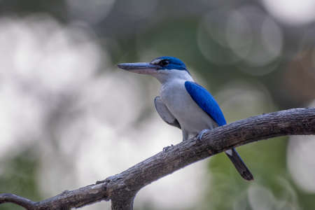 The Collared Kingfisher bird is standing on  the branch in the forest.の写真素材