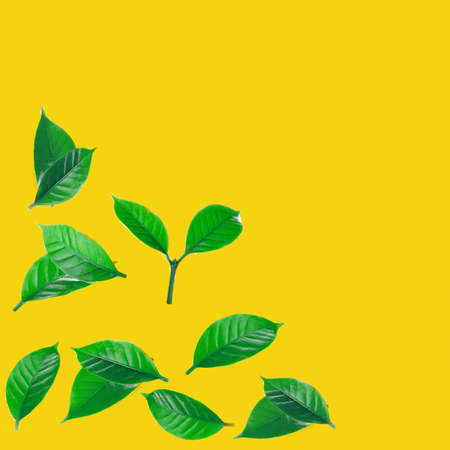 leaves of arabica coffee isolated on a background.の写真素材
