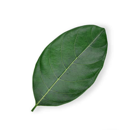 Jackfruit leave  isolated on white background