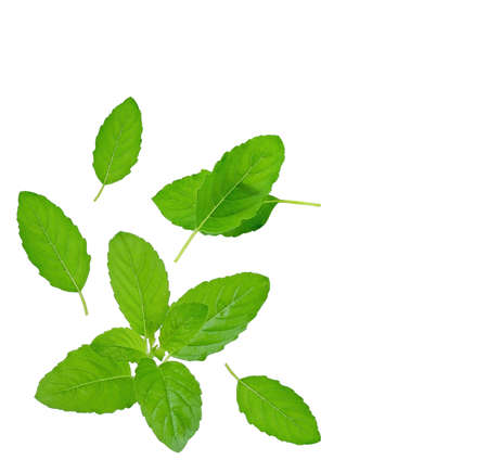 Basil leave  isolated on white background