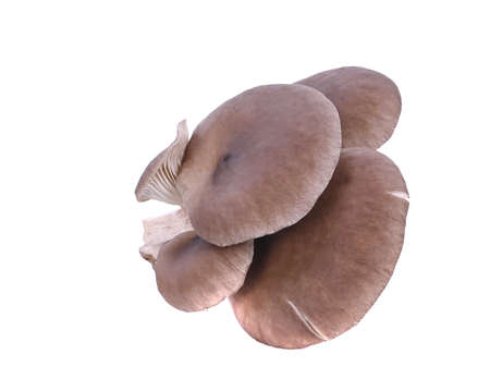 Oyster, Phoenix Mushroom 0n white backgroundの写真素材