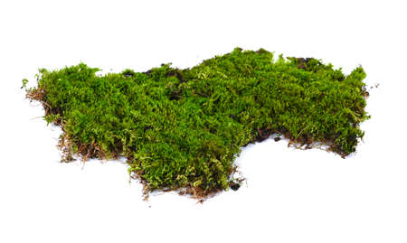 moss isolated on white backgroundの写真素材