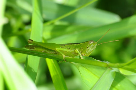 green grasshopper on nature backgroundの写真素材