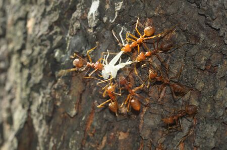 ants are carrying food (ants, animals, ant)の写真素材