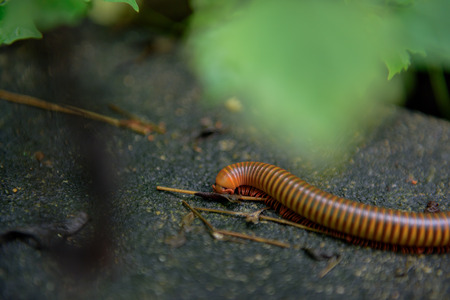 millipedeの写真素材
