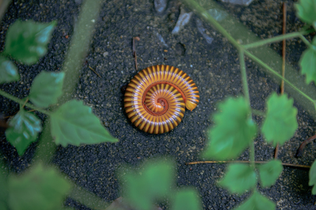 millipede Roll