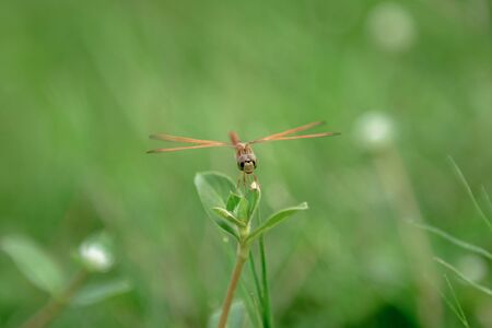 Dragonfly on grassの写真素材