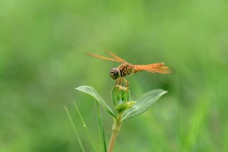 Dragonfly on grassの写真素材