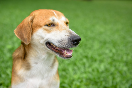 Dog smiling