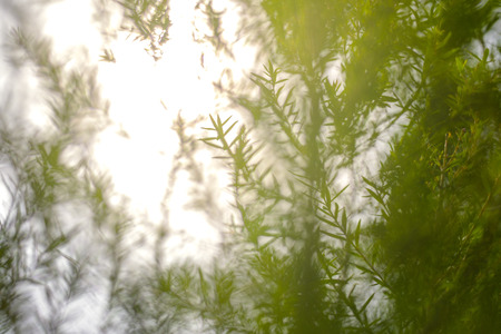 The beautiful green blur tree to good background texture.の写真素材