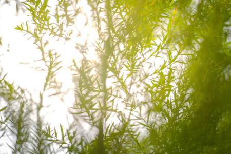 The beautiful green blur tree to good background texture.の写真素材