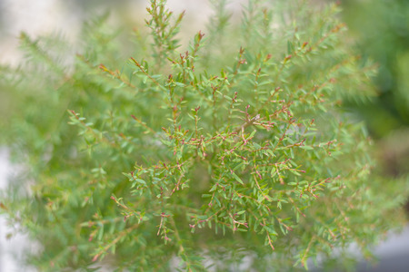 The beautiful fresh small tree to lovely background texture.の写真素材