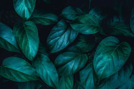 abstract green leaf texture, nature background, tropical leafの写真素材