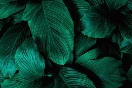 closeup tropical green leaves nature in the garden and dark tone background conceptの写真素材