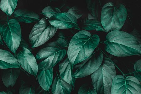 closeup tropical green leaves nature in the garden and dark tone background conceptの写真素材