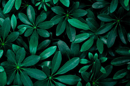 abstract green leaf texture, nature background, tropical leafの写真素材