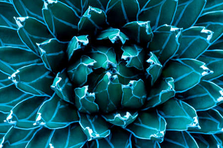 closeup agave cactus, abstract natural pattern background and textures, dark blue tonedの写真素材
