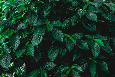 closeup nature view of green leaf and palms background. Flat lay, dark nature concept, tropical leafの写真素材
