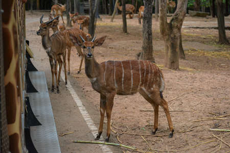 Dears on the road at chiangmai zooの写真素材