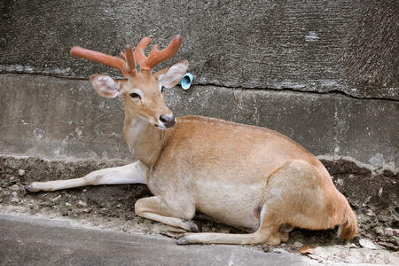 Dear at chiangmai zooの写真素材