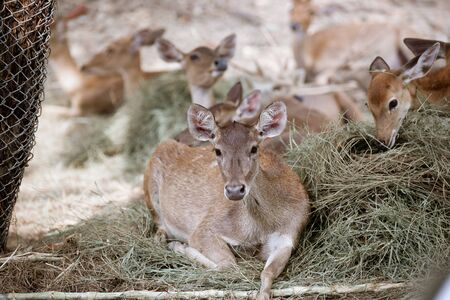 Dears on the grass at chiangmai zooの写真素材