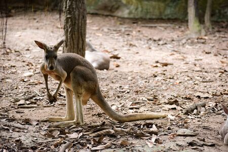 kangaroos at the chiangmai zooの写真素材