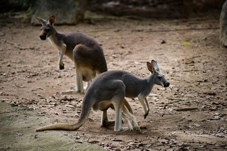 kangaroos at the chiangmai zooの写真素材