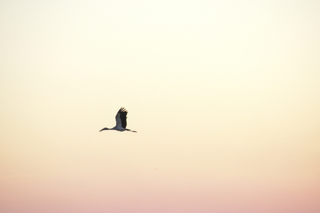 Bird flying on the orange skyの写真素材