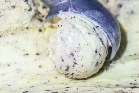 Chocolate chip ice cream, scooped out of a container with a utensil