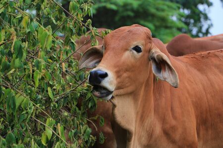 cow eating grassの写真素材