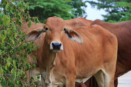 cow eating grassの写真素材