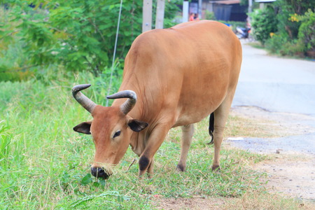 cow eating grassの写真素材