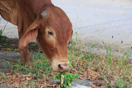 cow eating grassの写真素材