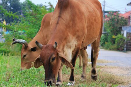 cow eating grassの写真素材