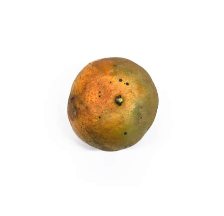 Orange isolated on whiteの写真素材