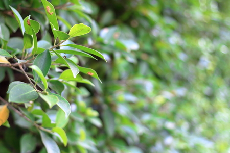 Green leaves with shallow depthの写真素材