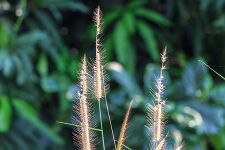 Summer Green Grasses Nature Background. Horizontal.の写真素材