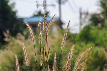 Summer Green Grasses Nature Background. Horizontal.の写真素材
